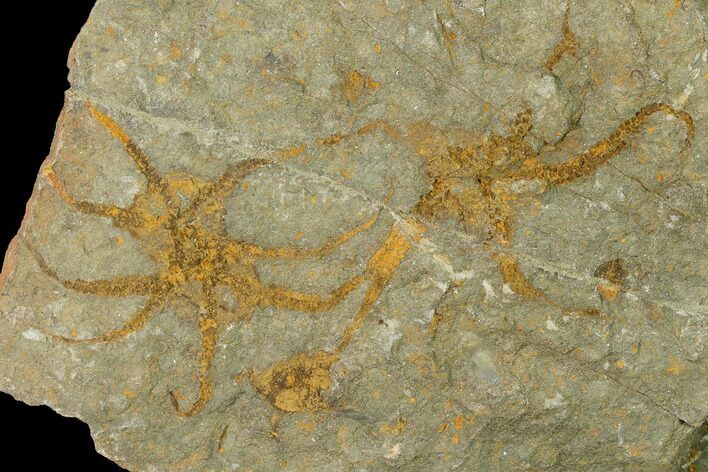 Four Ordovician Brittle Stars (Ophiura) - Morocco #155376